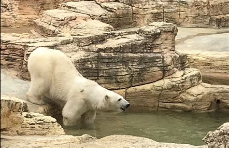 aggie polar bear|polar bear agee.